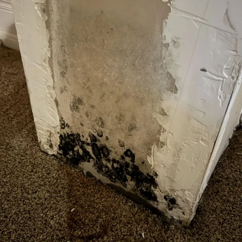 Professional Mold Removal in Middleburg, FL